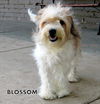 Blossom (Ritzy)