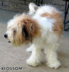 Blossom (Ritzy)
