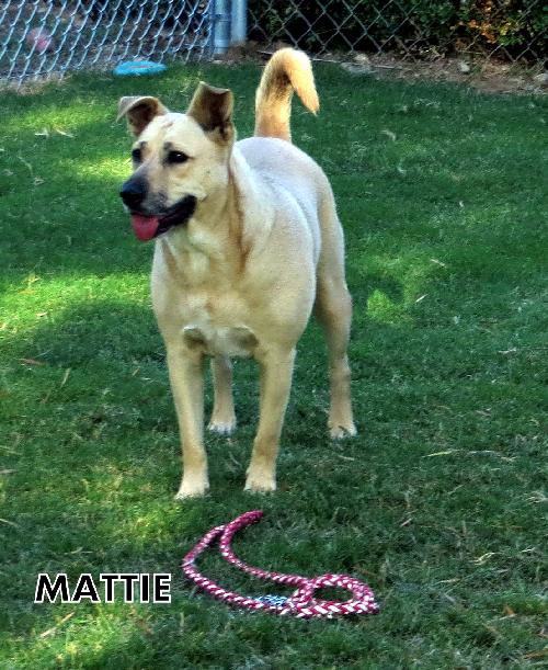 Mattie