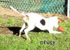 Deuce (Posh Puppy)