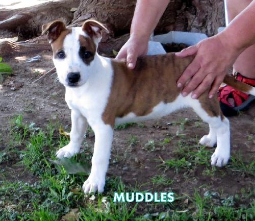 Muddles (Puppy)