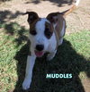Muddles (Puppy)