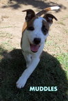 Muddles (Puppy)