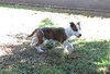 Muddles (Puppy)