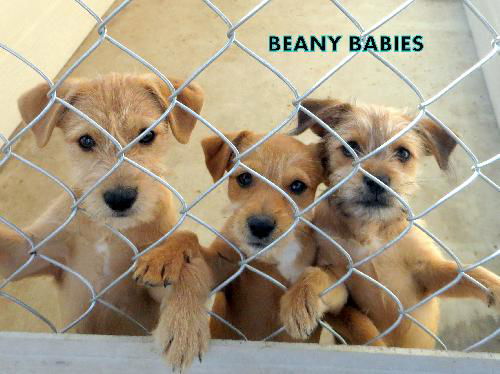 Beany Babies (Puppy)