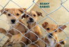 Beany Babies (Puppy)