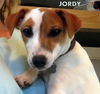 Jordy (Ritzy)