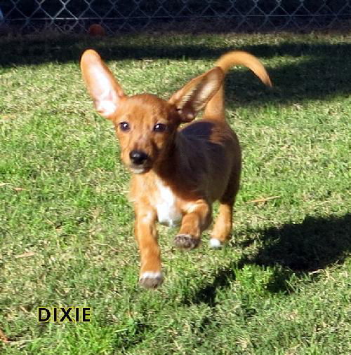 Dixie (Puppy)