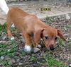 Dixie (Puppy)