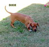 Dixie (Puppy)