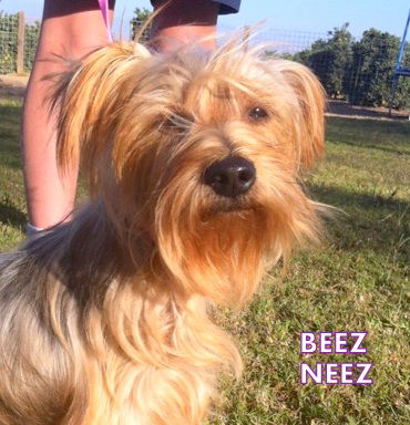 BeezNeez (Ritzy)