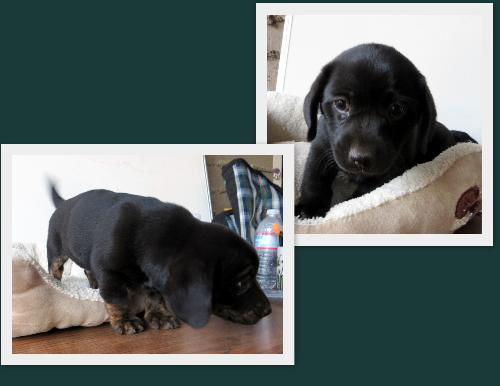 McDuff and McGruff (Puppy)