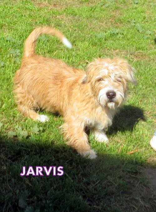 Jarvis (Puppy)