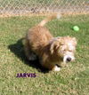 Jarvis (Puppy)