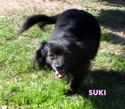Suki