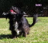 Suki