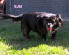 Suki