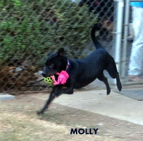 Molly