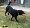 Molly
