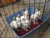 Westies (Posh Puppy)