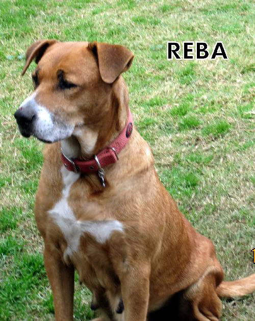 Reba