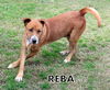 Reba