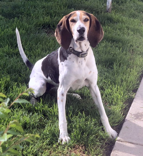 Blu Belle (Ritzy- Grand Paws)