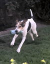 Blu Belle (Ritzy- Grand Paws)