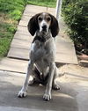 Blu Belle (Ritzy- Grand Paws)