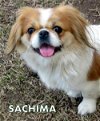 Sachima (Ritzy)