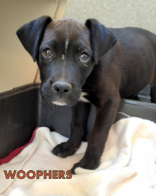 Woophers (Puppy)