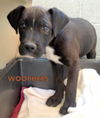 Woophers (Puppy)