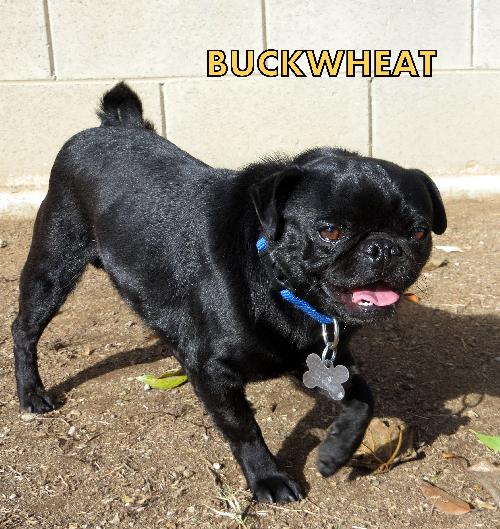 Buckwheat (Ritzy)