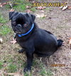 Buckwheat (Ritzy)