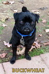 Buckwheat (Ritzy)
