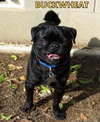Buckwheat (Ritzy)