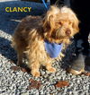 Clancy