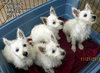 Sinead (Posh Puppy)