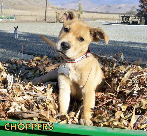 Choppers (Puppy)