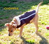 Choppers (Puppy)