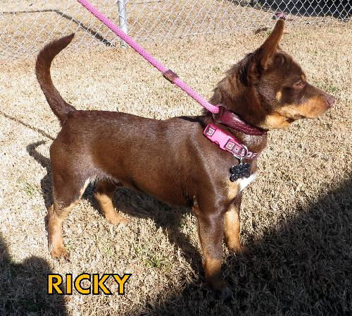 Ricky