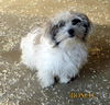 Bosco (Posh Puppy)