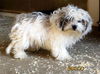Bosco (Posh Puppy)