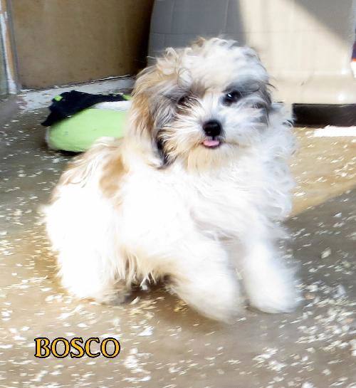 Bosco (Posh Puppy)