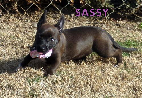 Sassafras (Puppy