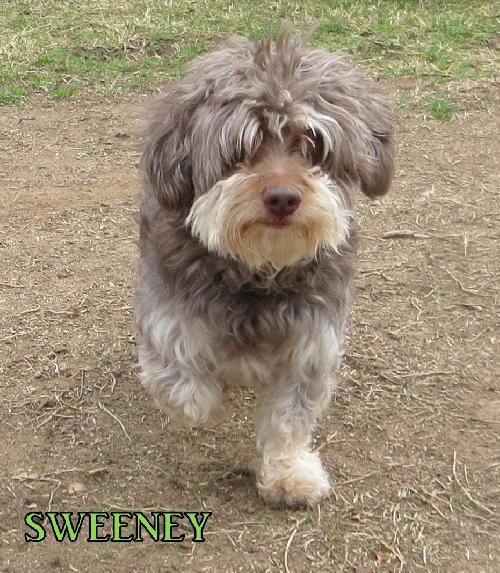 Sweeney (Ritzy)
