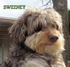 Sweeney (Ritzy)