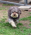 Sweeney (Ritzy)
