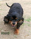 Reesie (Ritzy)