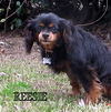Reesie (Ritzy)